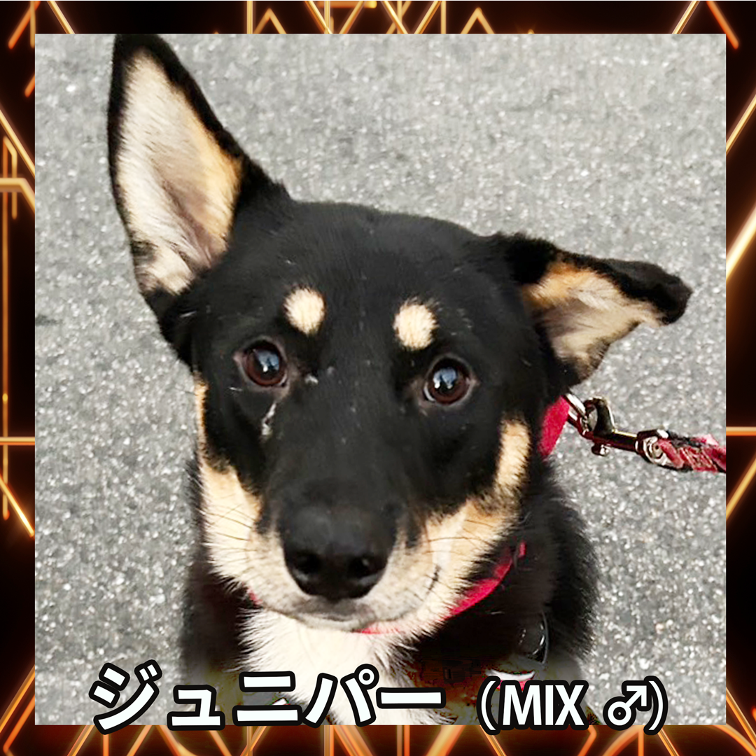 ジュニパー（MIX ♂）