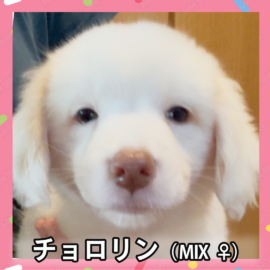 チョロリン（MIX ♀）