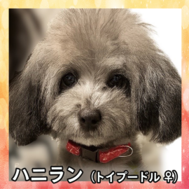 ハニラン（トイプードル ♀）
