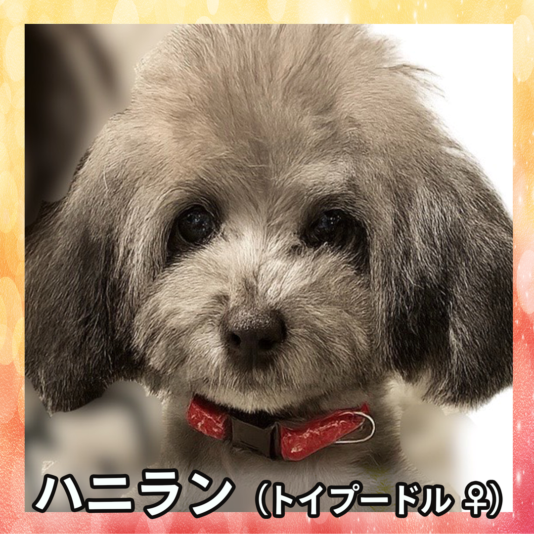 ハニラン(トイプードル ♀)
