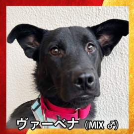 ヴァーベナ（MIX ♂）
