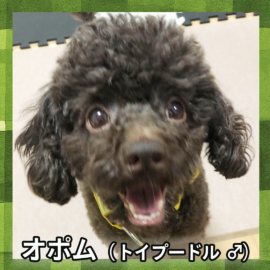 オポム（トイプードル ♂）