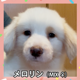 メロリン（MIX ♀）