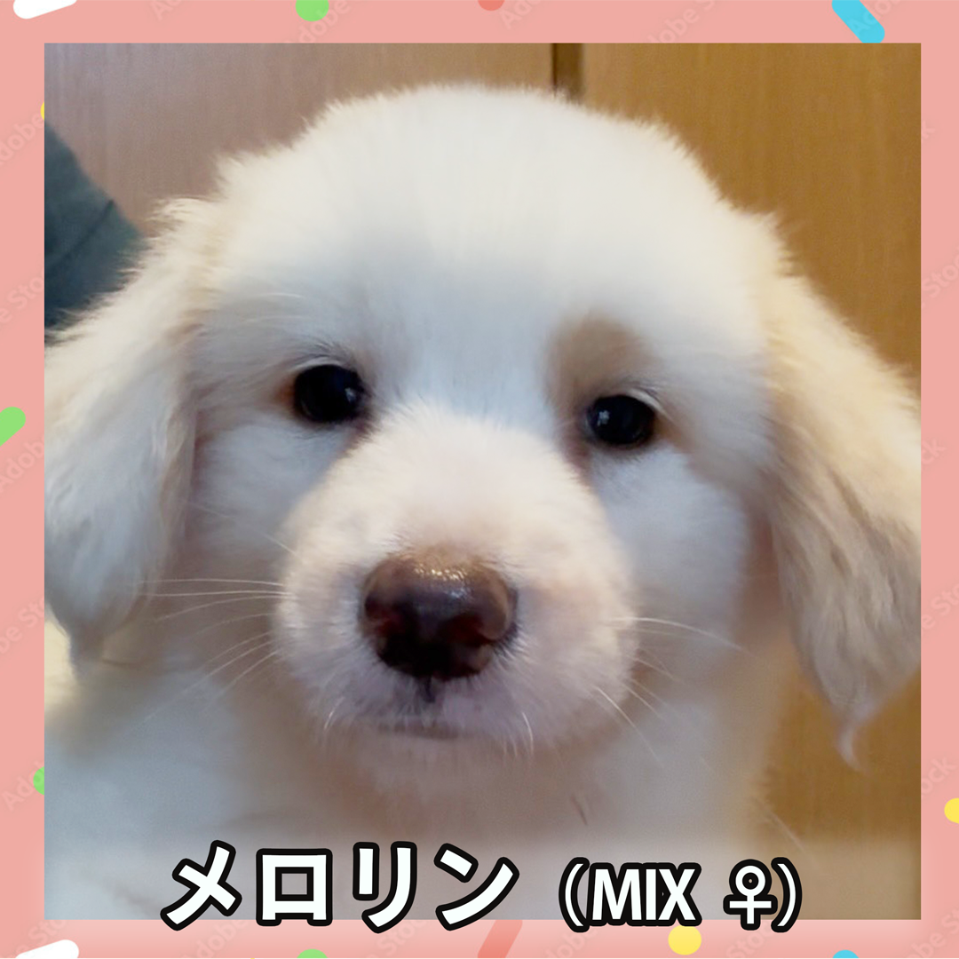メロリン(MIX ♀)