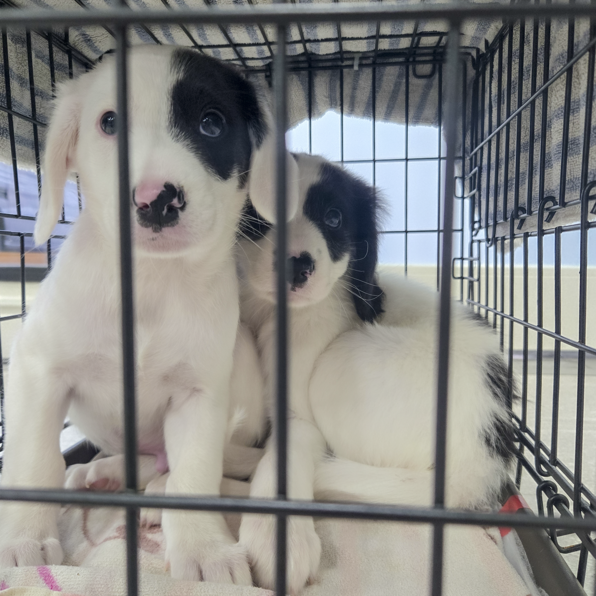新入り奄美ーずだよっ！ – 認定NPO法人 はぴねすDOG