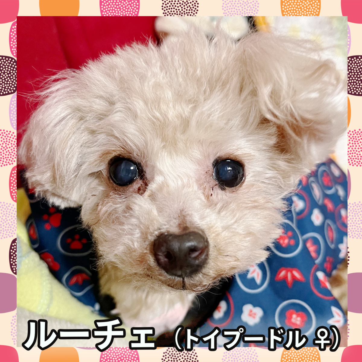 ルーチェ（トイプードル ♀）