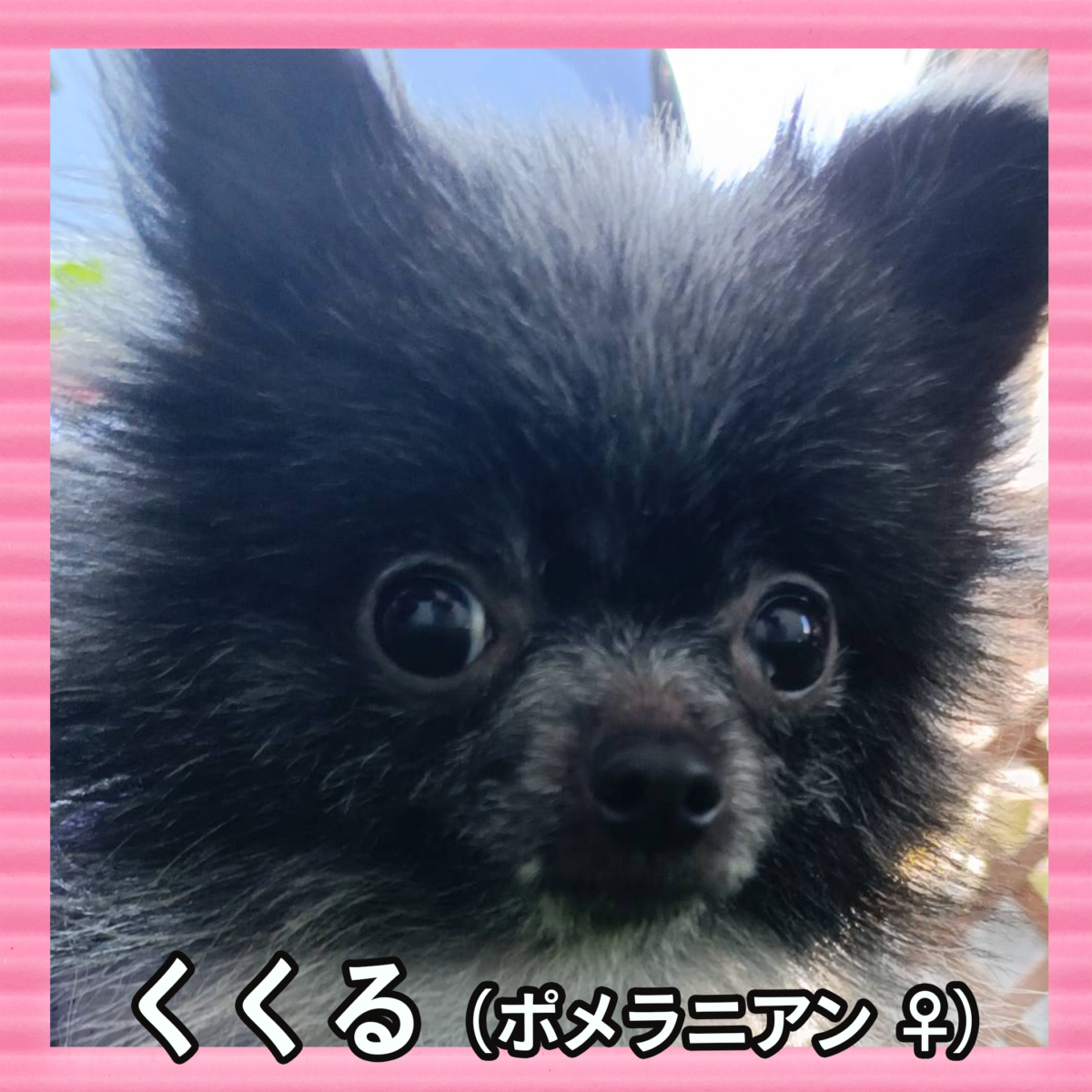 くくる（ポメラニアン ♀）