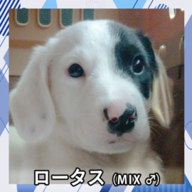 ロータス（MIX ♂）