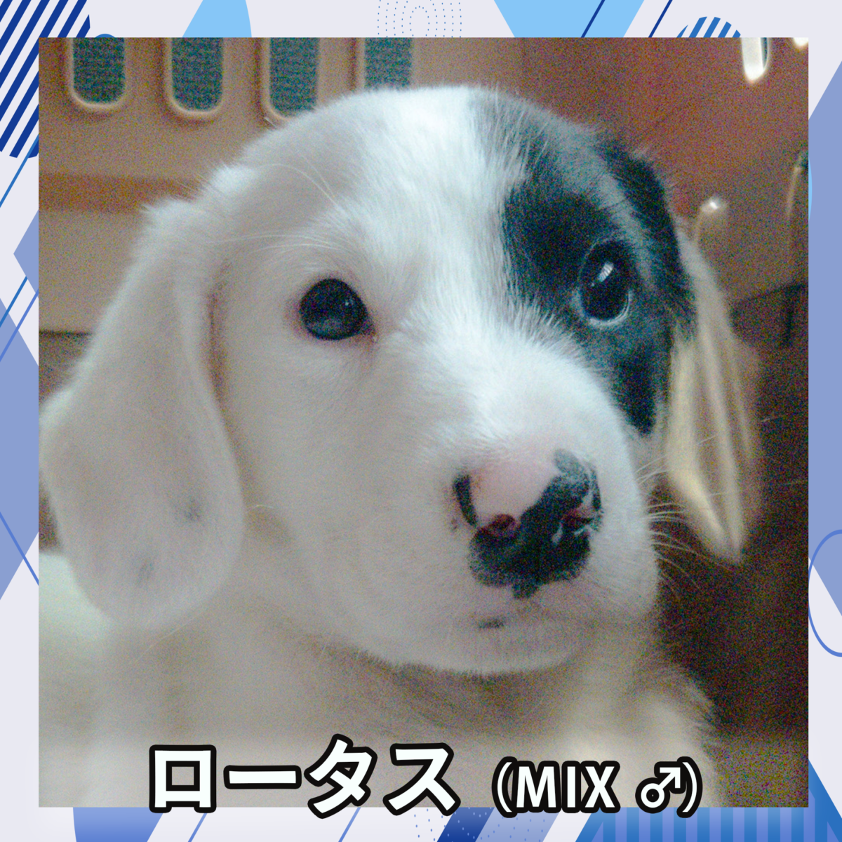 ロータス（MIX ♂）