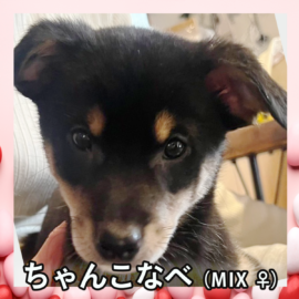 ちゃんこなべ（MIX ♀）