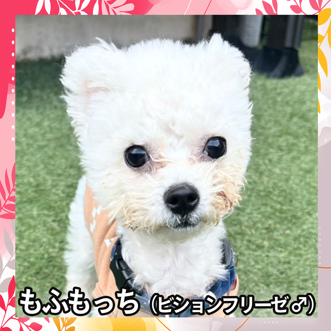 もふもっち（ビションフリーゼ ♂）