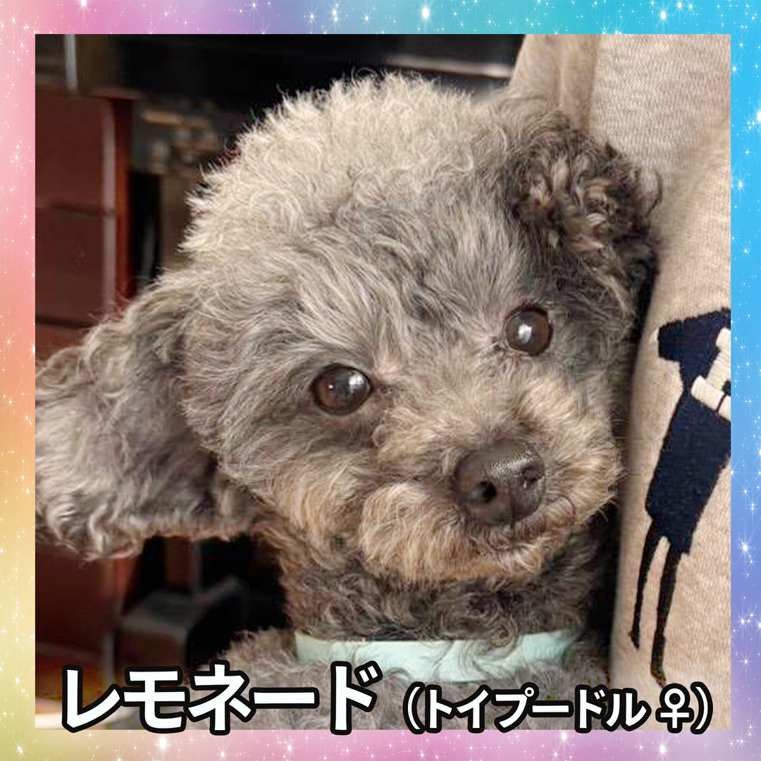 レモネード（トイプードル ♀）