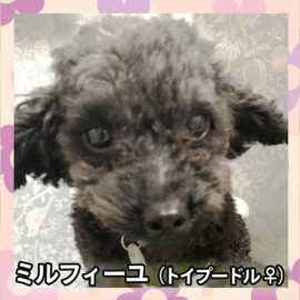 ミルフィーユ（トイプードル ♀）