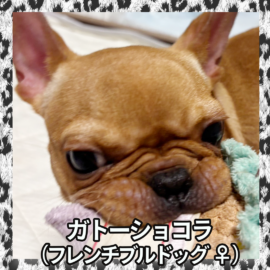 ガトーショコラ（フレンチブルドッグ ♀）