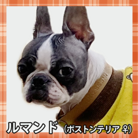 ルマンド（ボストンテリア ♀）