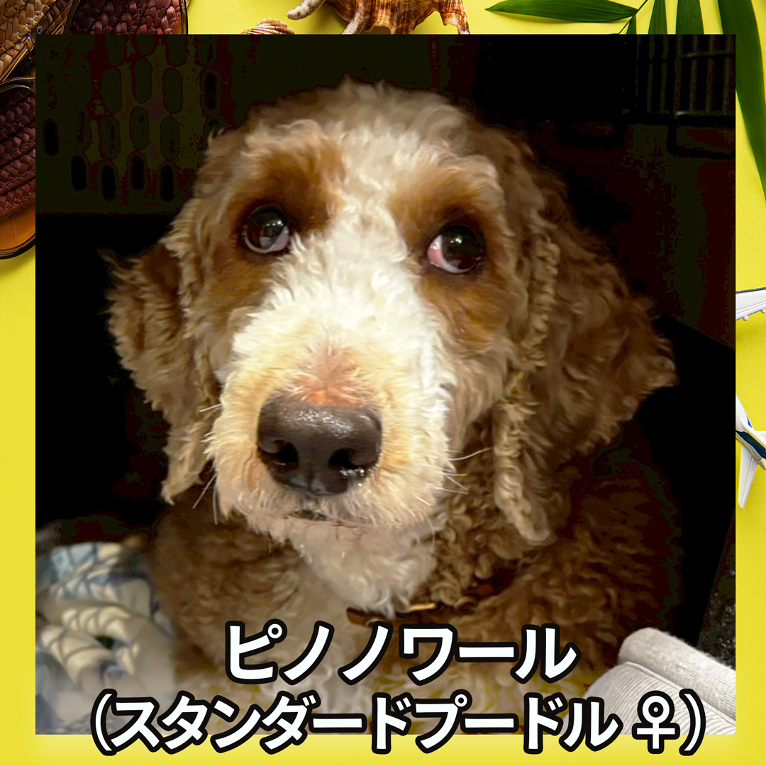 ピノノワール（スタンダードプードル ♀）