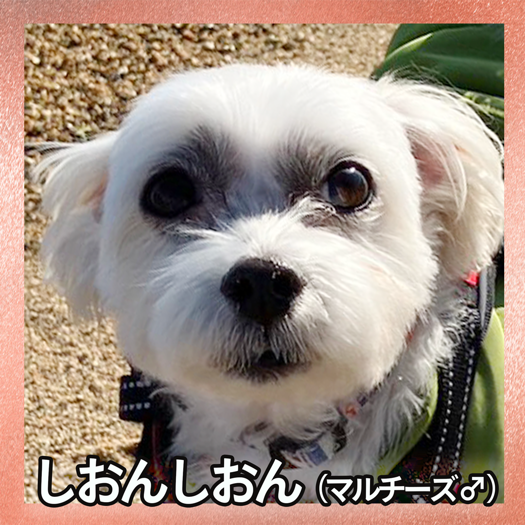 しおんしおん（マルチーズ ♂）