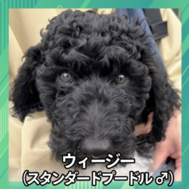 ウィージー（スタンダードプードル ♂）