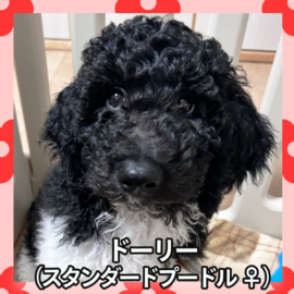 ドーリー（スタンダードプードル ♀）
