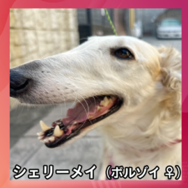 シェリーメイ（ボルゾイ ♀）