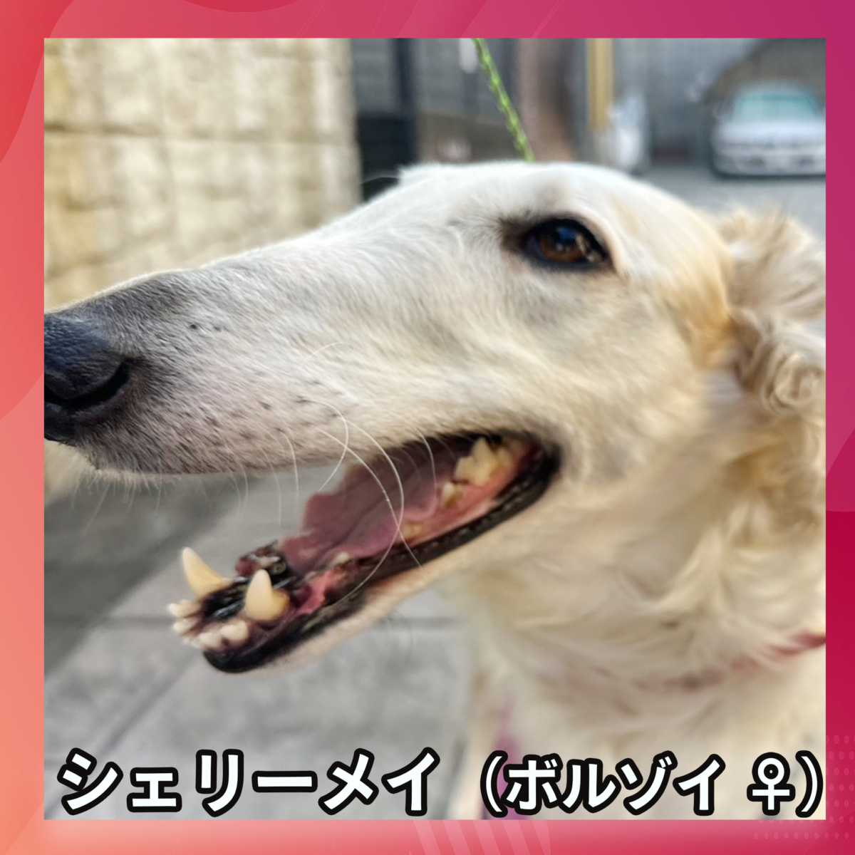 シェリーメイ(ボルゾイ ♀)