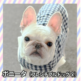 ボニータ（フレンチブルドッグ ♀）