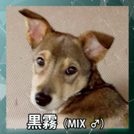 黒霧（MIX ♂）