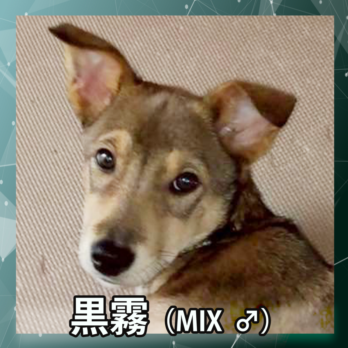 黒霧（MIX ♂）
