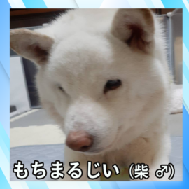 もちまるじい（柴 ♂）