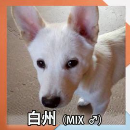 白州（MIX ♂）