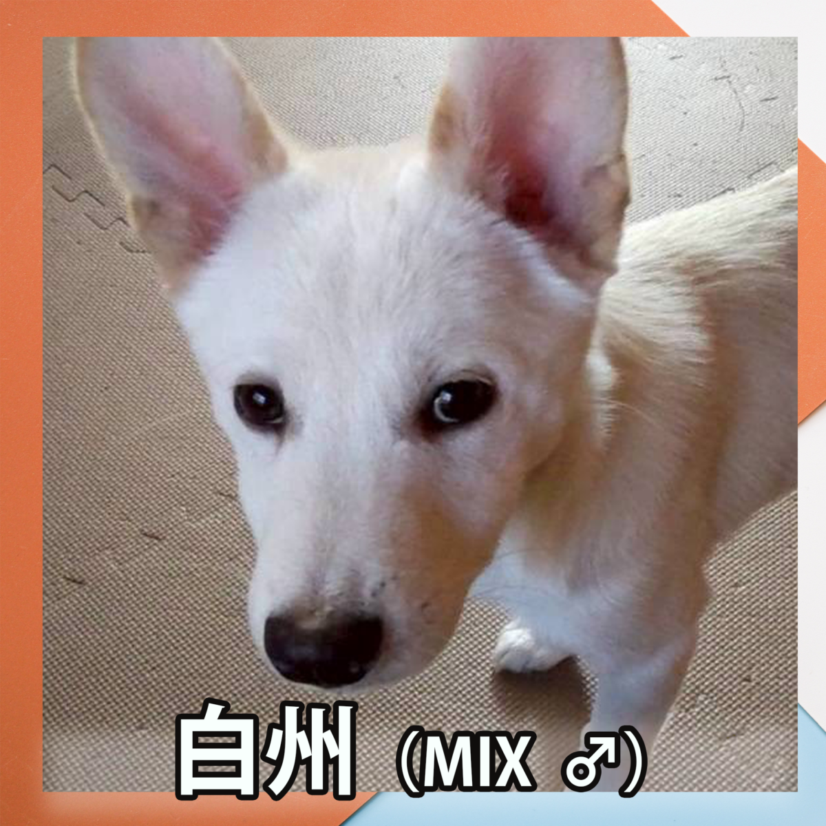 白州（MIX ♂）