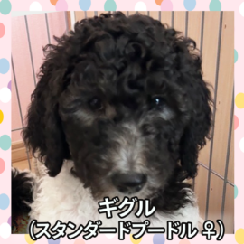 ギグル（スタンダードプードル ♀）