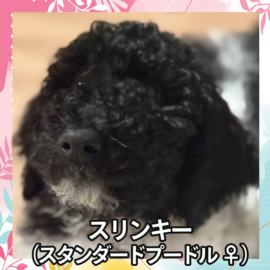 スリンキー（スタンダードプードル ♀）
