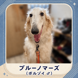ブルーノマーズ（ボルゾイ）
