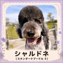 シャルドネ（スタンダードプードル ♀）