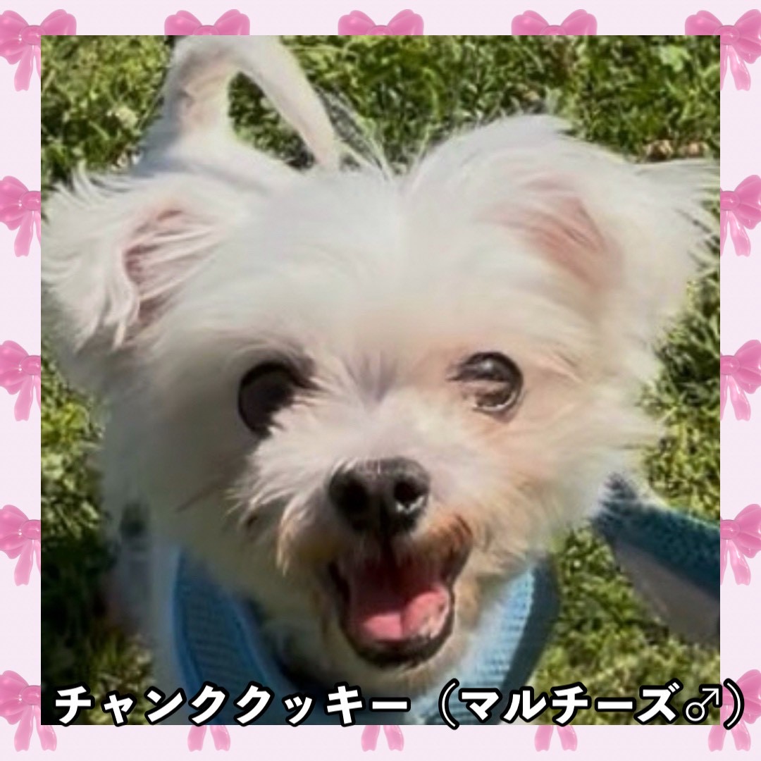 チャンククッキー（マルチーズ ♂）