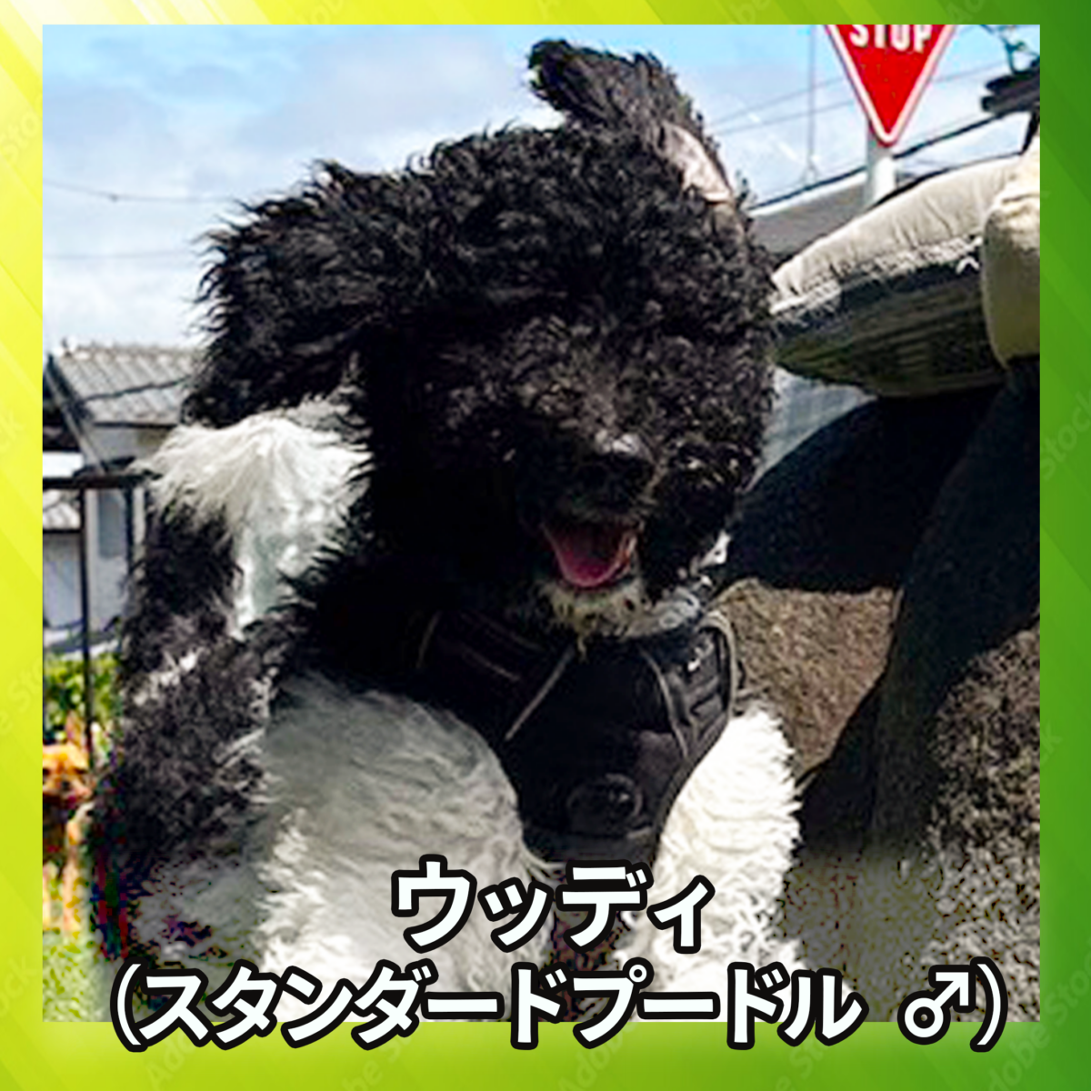 ウッディ(スタンダードプードル ♂)