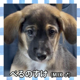 べるのすけ(MIX ♂)
