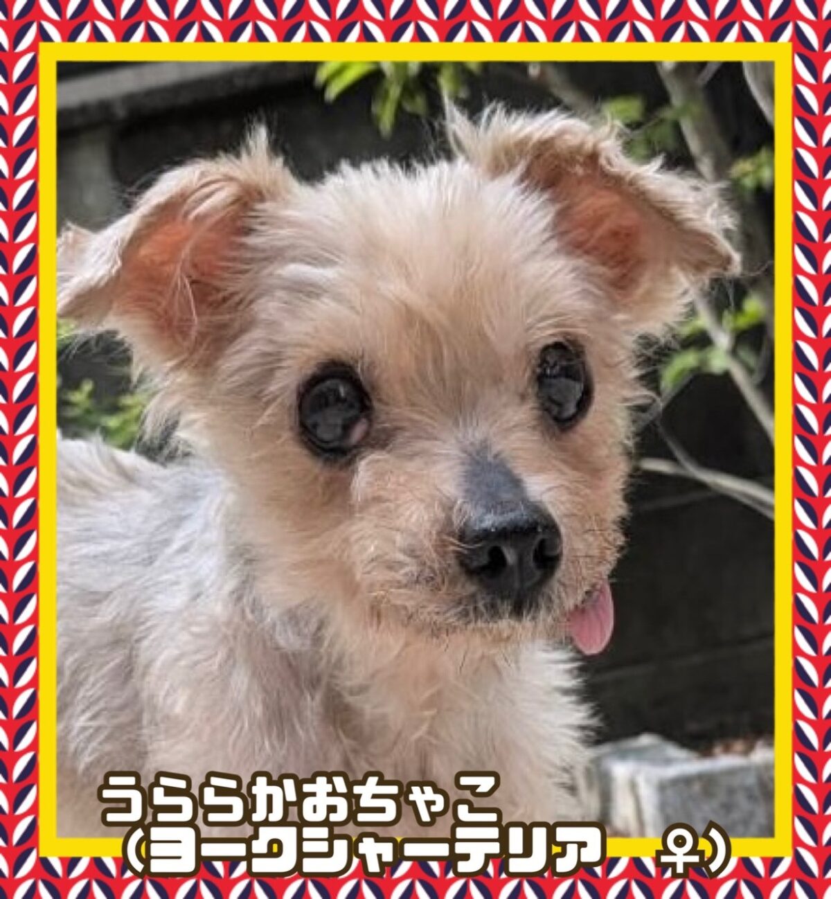 うららかおちゃこ(ヨーキーMIX ♀