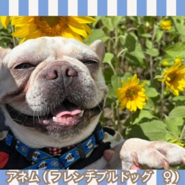 アネム（フレンチブルドッグ♀）