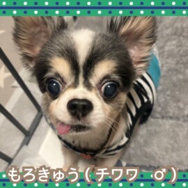 もろきゅう（チワワ♂）