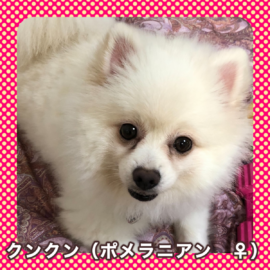 クンクン（ポメラニアン　♀）