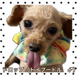 ドロップ（トイプードル♂）