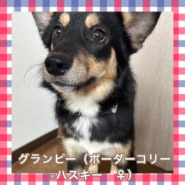 グランピー（ボーダーコリー×ハスキー　♀）