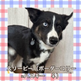スリーピー（ボーダーコリー×ハスキー　♀）