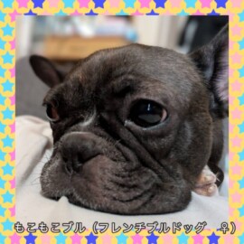 もこもこブル（フレンチブルドッグ ♀）